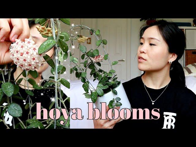 6 Tips and Tricks to get Hoya Flowers / Blooms