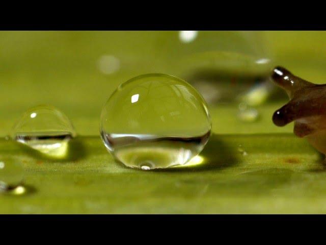 Slug shocked by water droplet