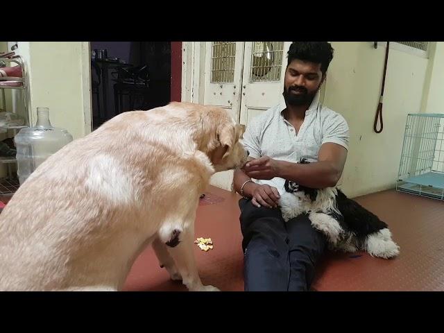 என் செல்ல தம்பி லக்கி |Pet Training| karthick shiva