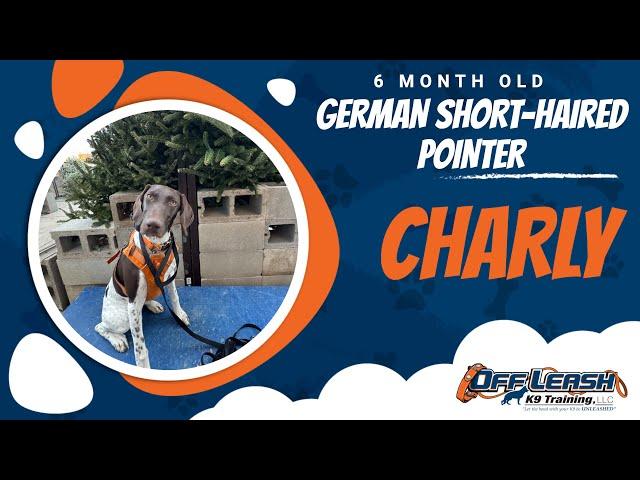 Charly’s 2-Week Board and Train Journey  | German Shorthaired Pointer Dog Training