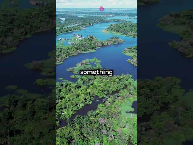 Amazon forest screats : mind blowing facts!