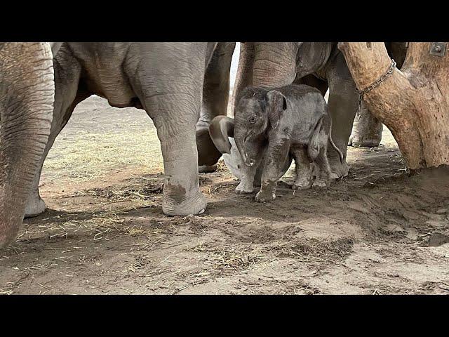 Linth24 besucht das Elfentenbaby im Kinderzoo Rapperswil. Franco Knie jun. gibt Auskunft.