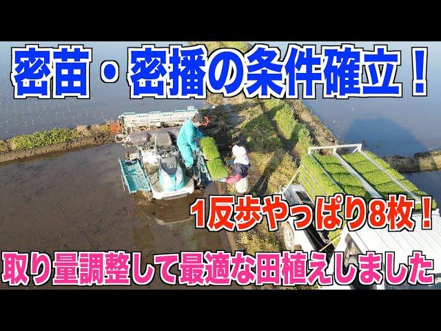 【密苗の条件】密播の田植えの条件を確認しました 密播1年生 30代米作り奮闘記#201