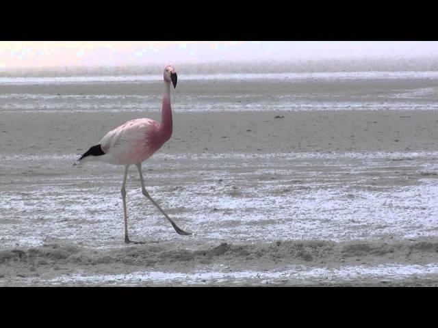 Andean Flamingo (Phoenicopterus andinus)