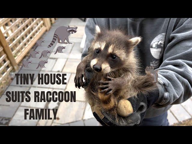 Tiny House Suits Raccoon Family