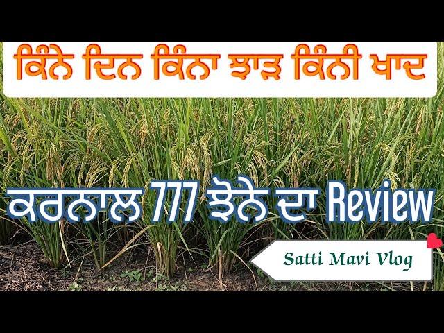 ਕਰਨਾਲ 777 ਝੋਨੇ ਦਾ Review ? #paddy #777paddy