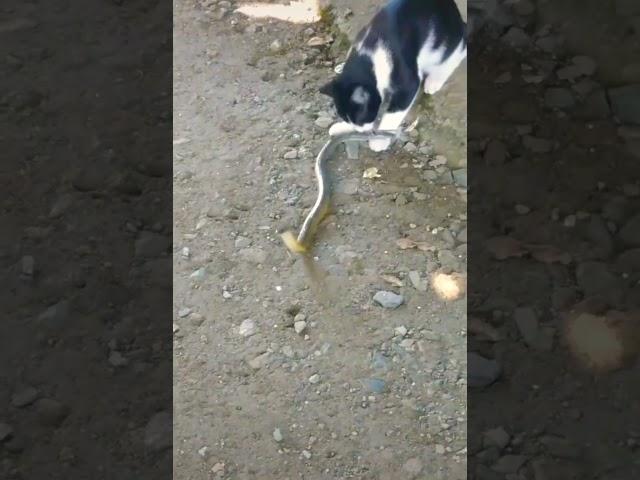 #Cat vs #snake