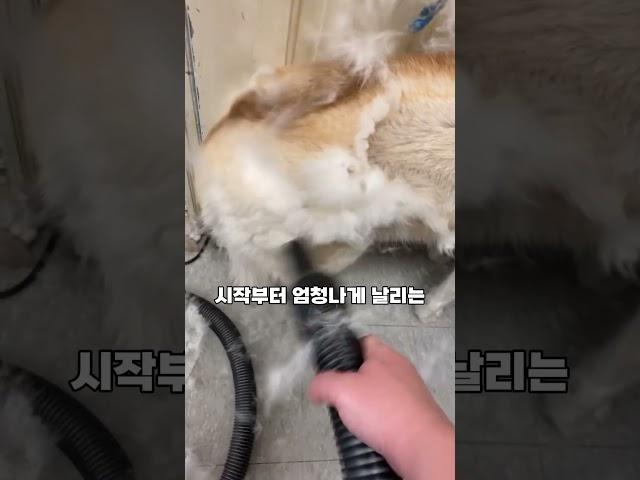 허스키의 털이 이렇게 많이 빠지나요?