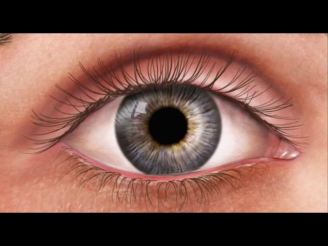 Pupil reactions [HD]