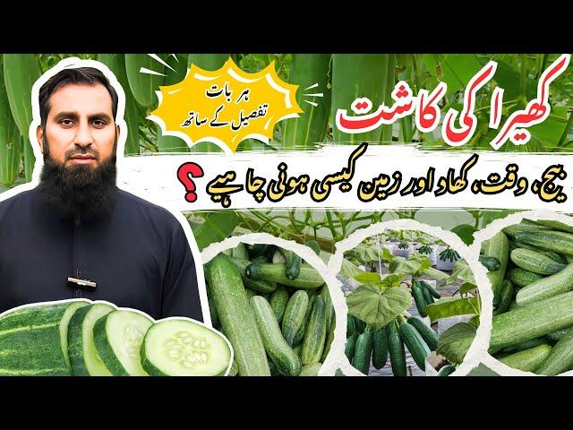 Cucumber farming کھیرے کی کاشت Most profitable crop and farming, step by step guide |IR FARM