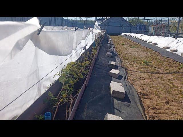 Заморозки не прекращаются. Виноград в Беларуси.