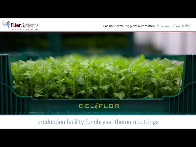 Growing chrysanthemum cuttings | Deliflor Hoogveld