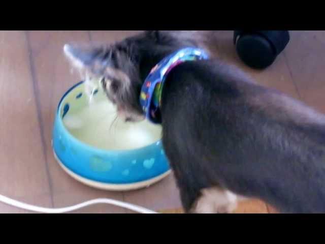 Chihuahua puppy plays with ice cubes