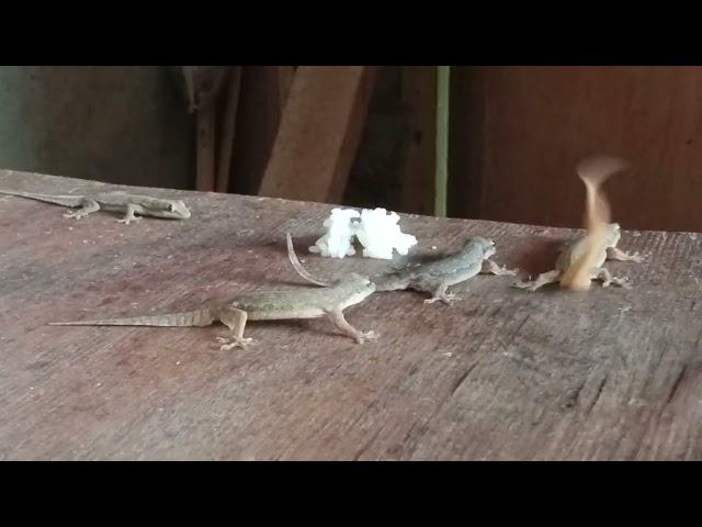 hungry lizards come down again when they see me eating and asking me a rice