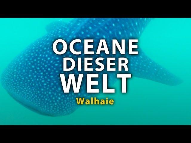 Ozeane dieser Welt - Walhaie (2011) [Dokumentation] | Film (deutsch)