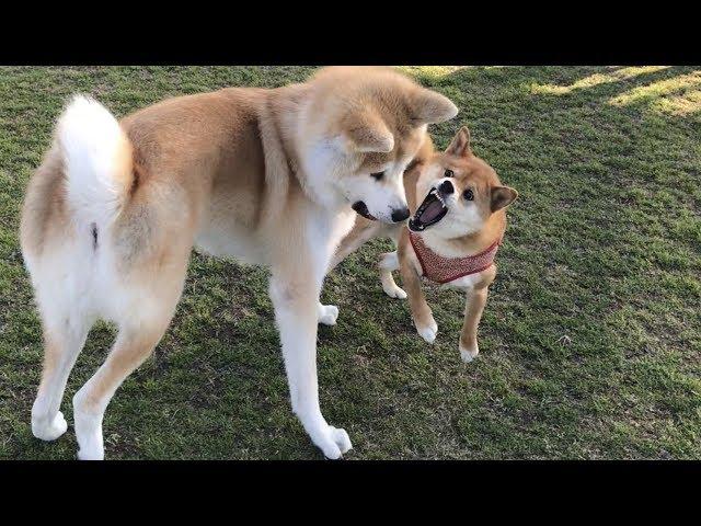 秋田犬に対決を挑むも負けを察してすぐに逃げて行く柴犬    柴犬ゆき Shiba inu, Yuki