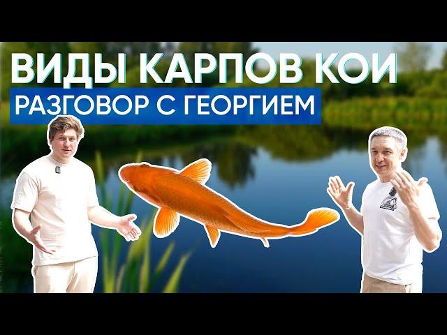 Подробно рассказываем про карпов кои вместе с Георгием с канала @Raritetplants