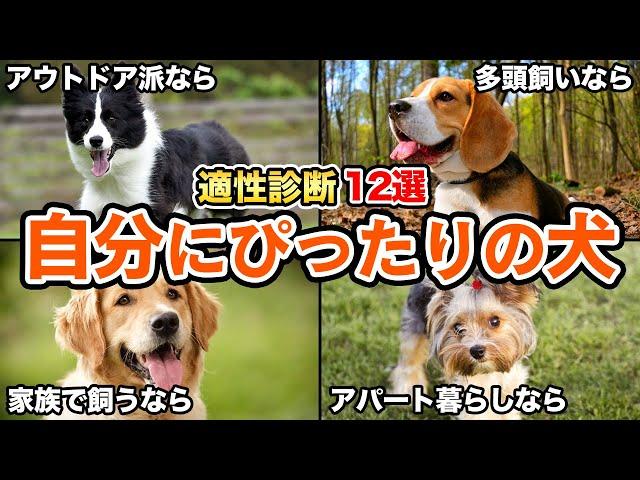 【適正診断】あなたにぴったり！相性の良い犬種を見つけよう！