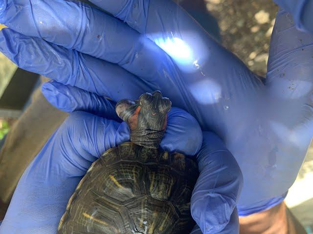 I took this huge cyst off a Red Eared Slider | Turtle Abscess #fieldsurgery #terrapins #turtle