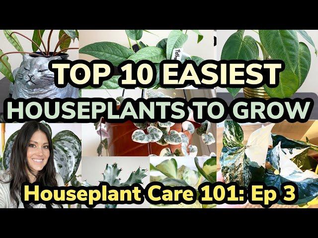 Houseplant Care 101: Top 10 Easiest Houseplants To Grow - Easy Care Houseplants - Episode 3