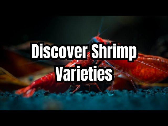 The Top 15 Aquarium Shrimp Types 