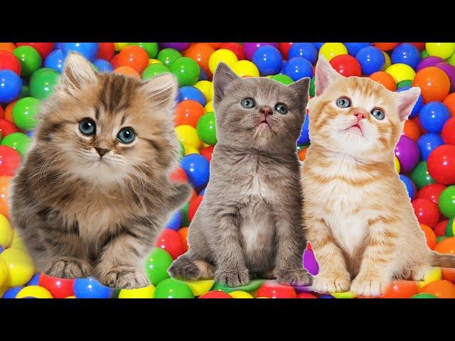 LAGU SI MEONG KUCING LUCU MANDI BOLA - LAGU ANAK POPULER