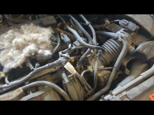 Rodent nest under the engine cover