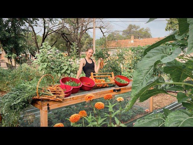 Huge Harvest & Preservation Day! Canning, Freeze Drying, & Dehydrating Food From My Backyard!