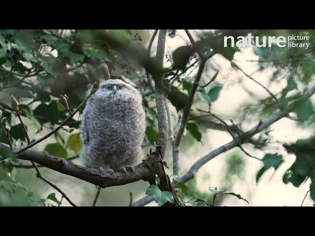 Tawny Owl chick perching on branch and yawning, Cardiff, Wales, UK