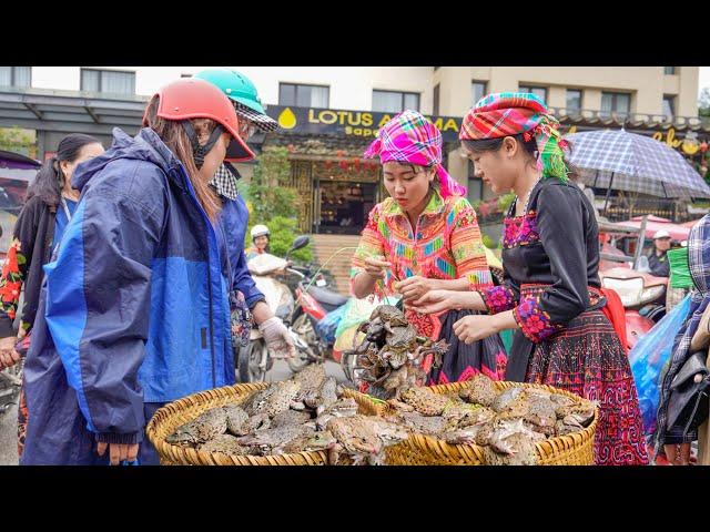 Harvesting & Find Frog Goes to market sell - Cooking - Live with nature - Bếp Trên Bản