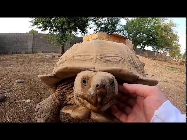 Doing The Morning Walk-through! + Showing All My Enclosures!