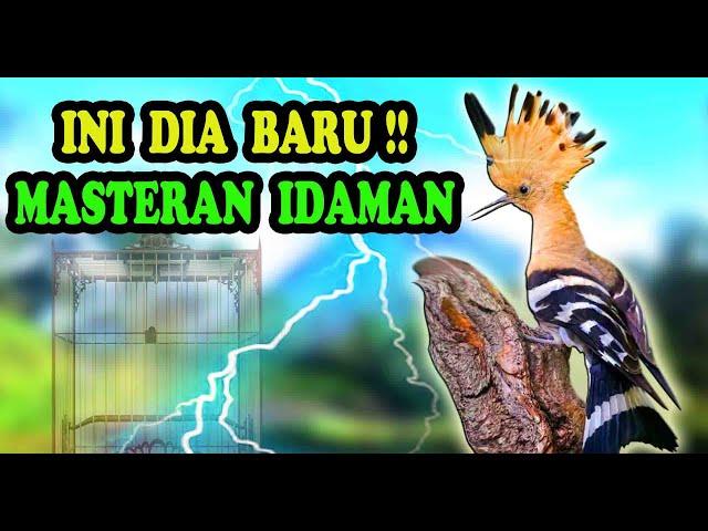 Masteran Burung Mewah Full Isian Untuk Burung Juara