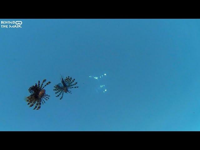 Lionfish and Sweeper Fish