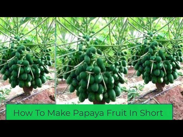 Papaya Growing: Tips To Make Papaya Plant Bear Fruit in Short and PRODUCTIVE