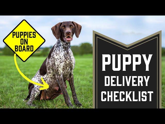 Checklist Be Prepared For A Litter Of Beautiful Puppies