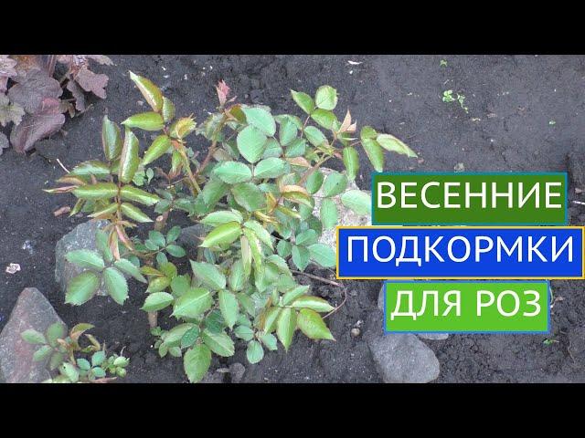 РОЗЫ: О ЧЕМ НЕЛЬЗЯ ЗАБЫТЬ В МАЕ!