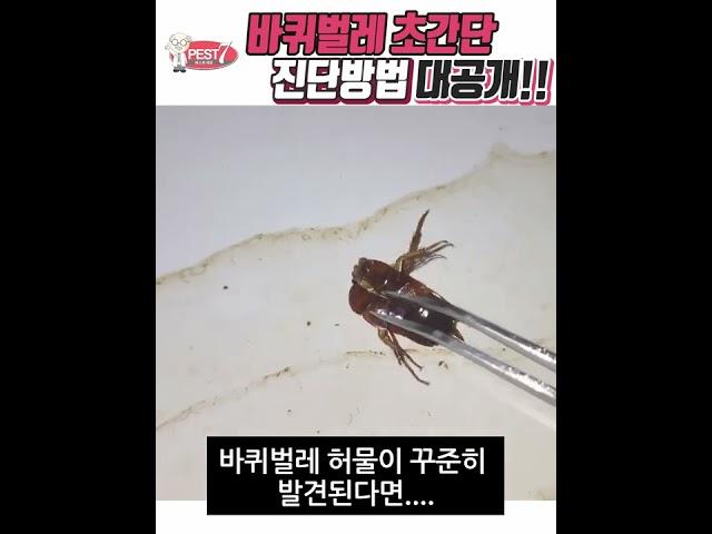 집에 바퀴벌레가 번식했는지 아는 방법 알려드립니다 전문가가 알려주는 초간단 방법!!