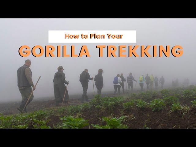 Get Up Close and Personal with Endangered Gorillas: Expert Tips for Planning Your Trek !