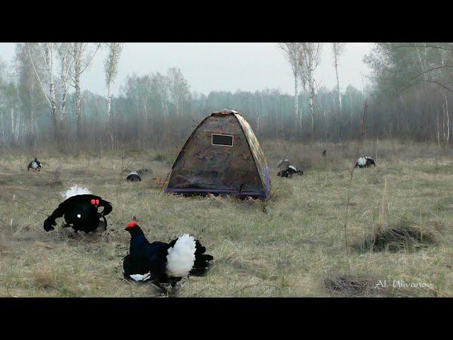 Весенняя охота на Тетерева. Spring Black Grouse Hunting