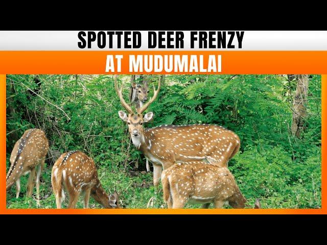 Hundreds Of Spotted Deer Grace Mudumalai Tiger Reserve | News9 | Nilgiris