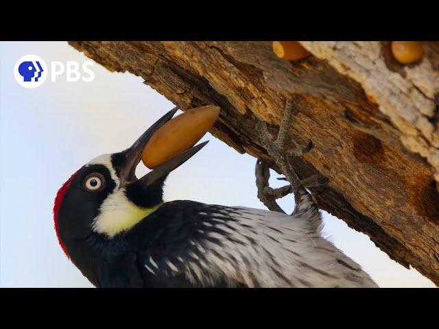 Acorn Woodpecker Family Guards Their Stash