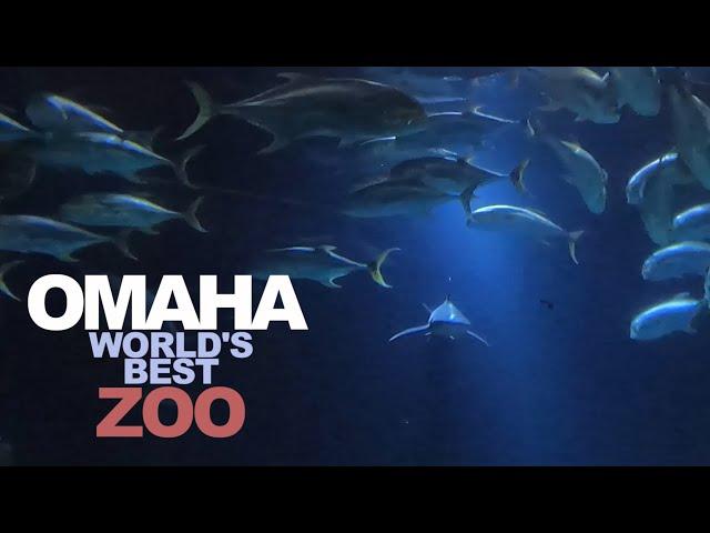 OMAHA: Touring The World's Best ZOO - Henry Doorly Zoo & Aquarium