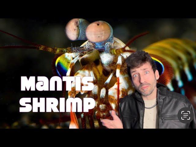 Meet the Mantis Shrimp