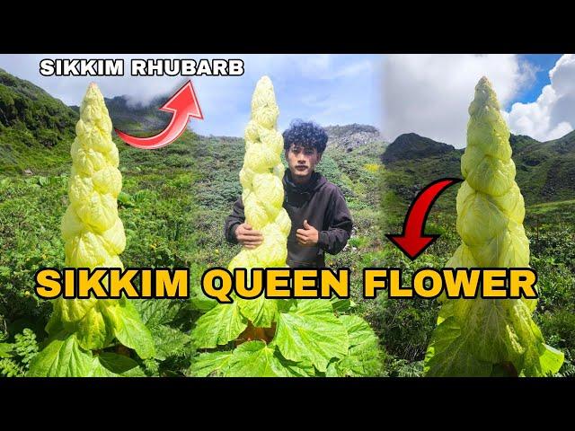 SIKKIM QUEEN FLOWER [ YAK HOT  EXPLORING]  #sikkim #queen #flower @SikkimMotoVlogger