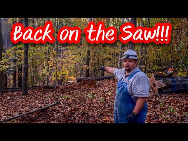 LET’S OPEN UP THE COLLIN’S TRACT; TENNESSEE MULE LOGGING #165