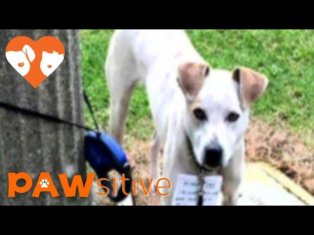 Good Samaritan Walks 3 Miles to Save Dog Tied To Pole | PAWsitive 