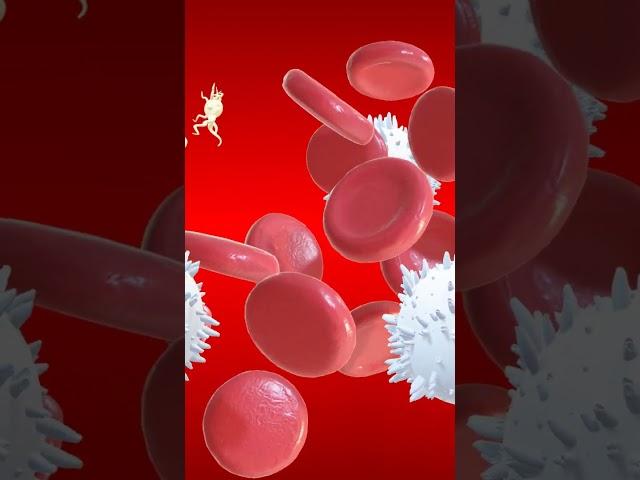 Components of Blood and their functions #educational  #sciencefacts  #animation