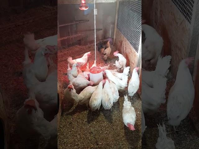 От этих куриц надо избавиться. #куры #птицы #птицеводство