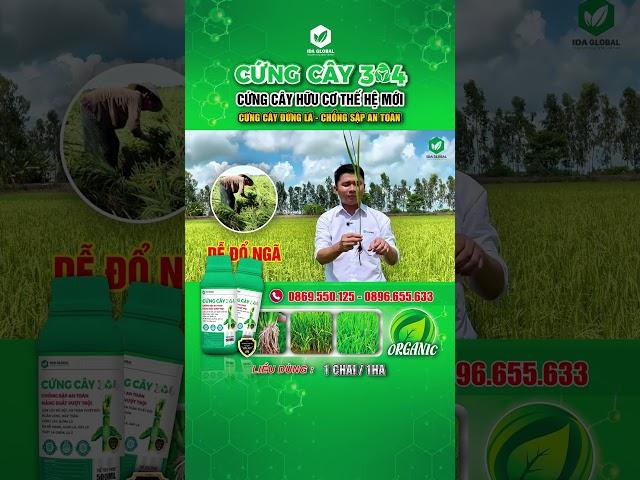 CỨNG CÂY 304 - CHỐNG ĐỔ NGÃ LÚA MÙA MƯA BÃO #idaglobal #agriculture #chongdonga #xanhla #shorts