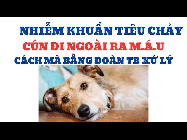 Nhiễm Khuẩn Tiêu Chảy/Cún Đi Ngoài Ra M.á.u/Cách Mà Bằng Đoàn TB Xử Lý